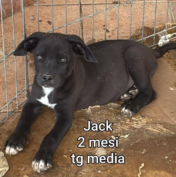 2 mesi: adozioni cuccioli  Foto 7