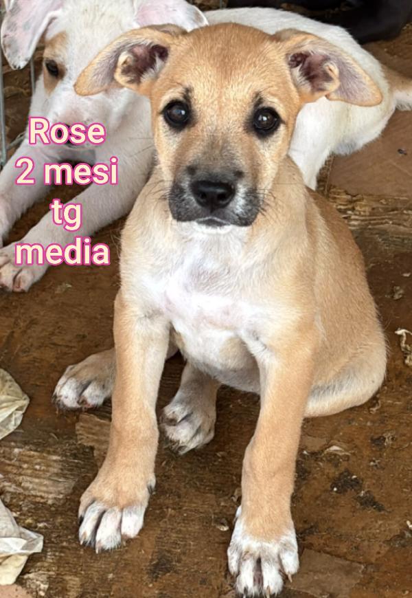 2 mesi: adozioni cuccioli  Foto 8