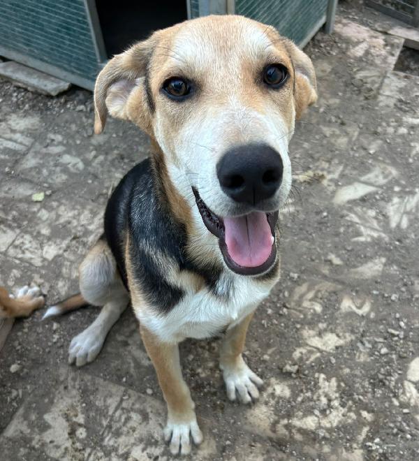 Adottami. Sono Solo Un Cucciolo 