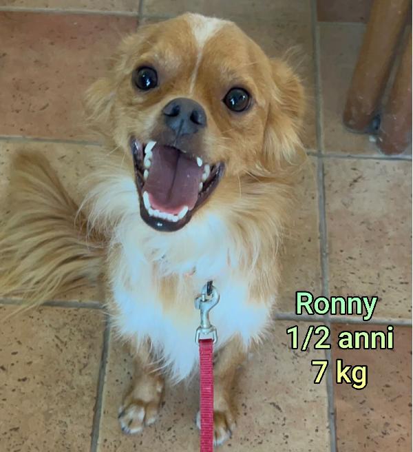 CANI TG PICCOLA E CONTENUTA  Foto 4