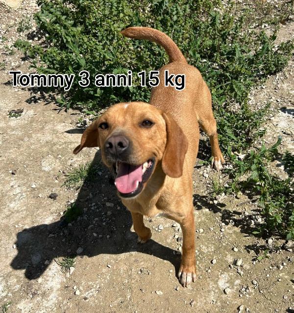 CANI TG PICCOLA E CONTENUTA  Foto 6