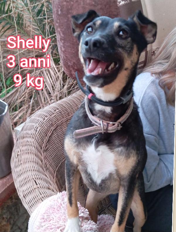 CANI TG PICCOLA E CONTENUTA  Foto 8