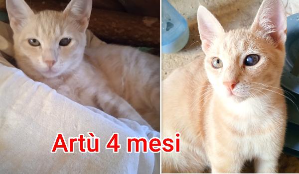 SUPERTENERI MICINI!!! Foto 5