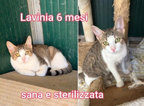 SUPERTENERI MICINI!!! Foto 7