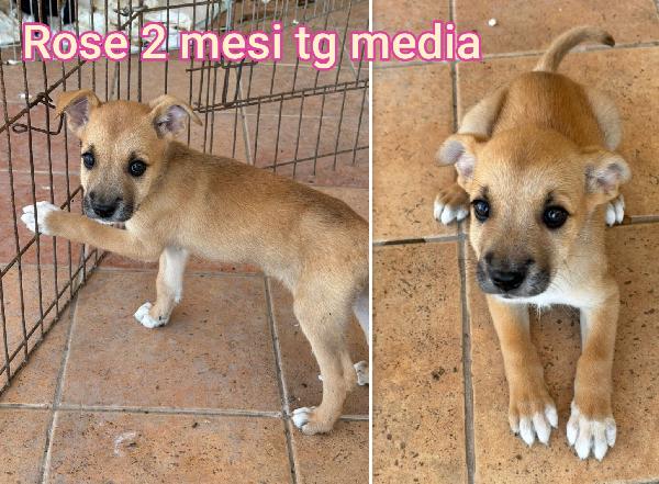 Troppi Cuccioli Abbandonati!!!