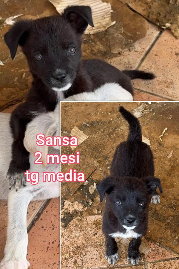 Troppi cuccioli abbandonati!!! Foto 2