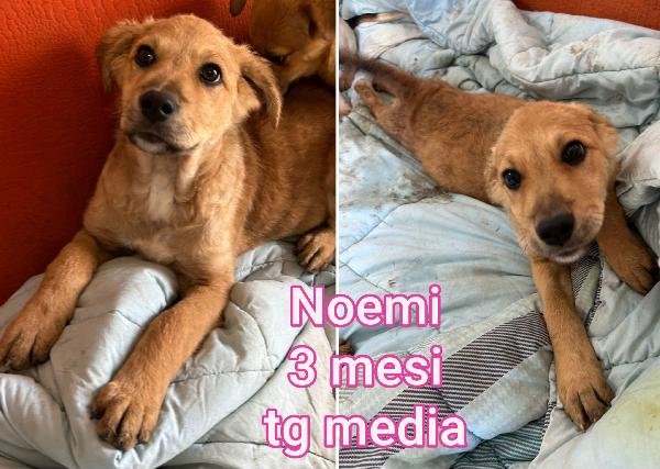 Troppi cuccioli abbandonati!!! Foto 3