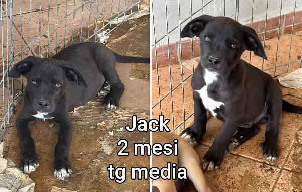 Troppi cuccioli abbandonati!!! Foto 5