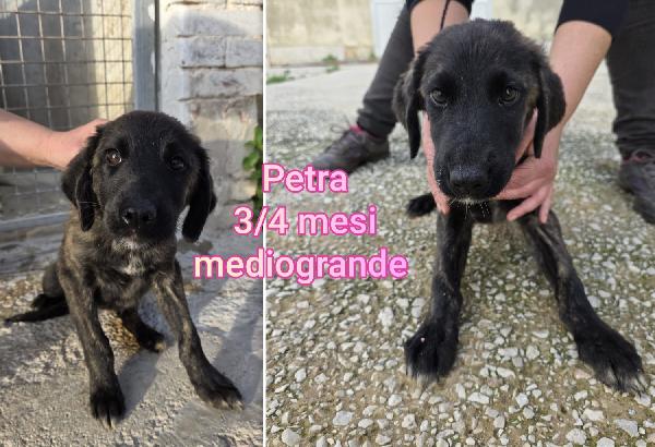 Troppi cuccioli abbandonati!!! Foto 6