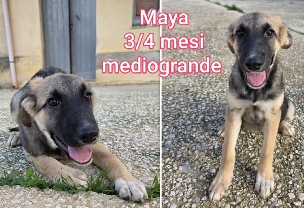 Troppi cuccioli abbandonati!!! Foto 7