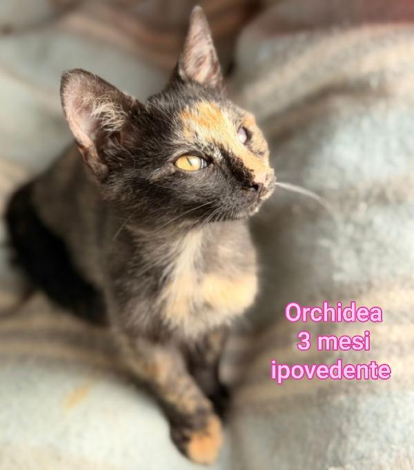 ADOTTA UN GATTINO Foto 2