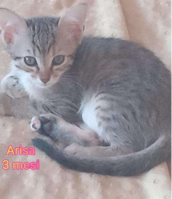 ADOTTA UN GATTINO Foto 5