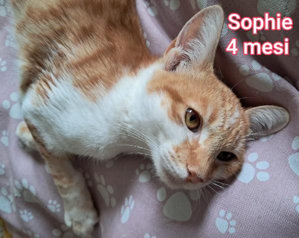 ADOTTA UN GATTINO Foto 6