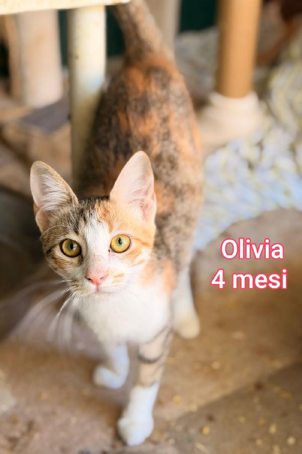 ADOTTA UN GATTINO Foto 7