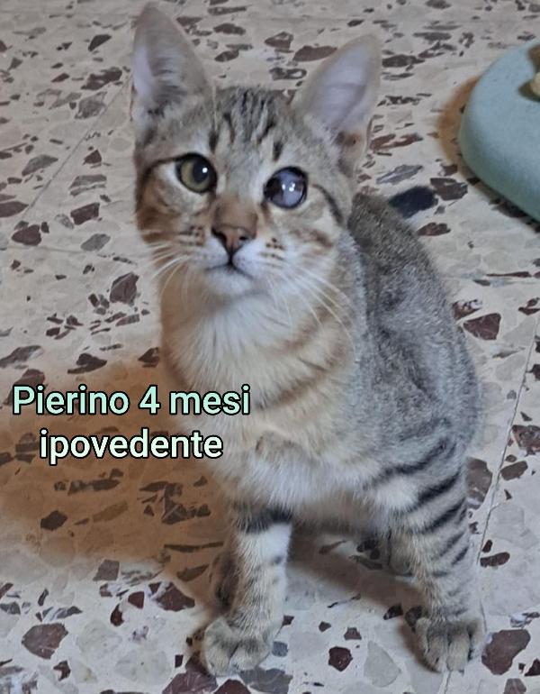 ADOTTA UN GATTINO Foto 8