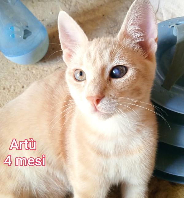 ADOTTA UN GATTINO Foto 9