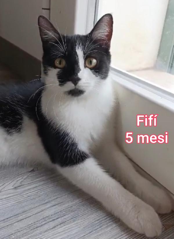 ADOTTA UN GATTINO Foto 10