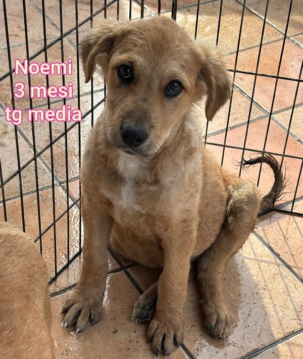 SALVATE UN CUCCIOLO!!! Foto 4