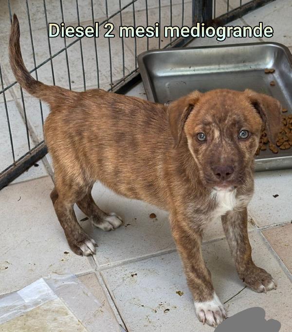 SALVATE UN CUCCIOLO!!! Foto 5