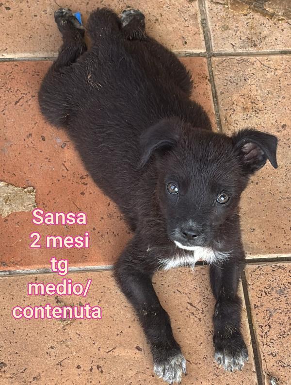 SALVATE UN CUCCIOLO!!! Foto 6