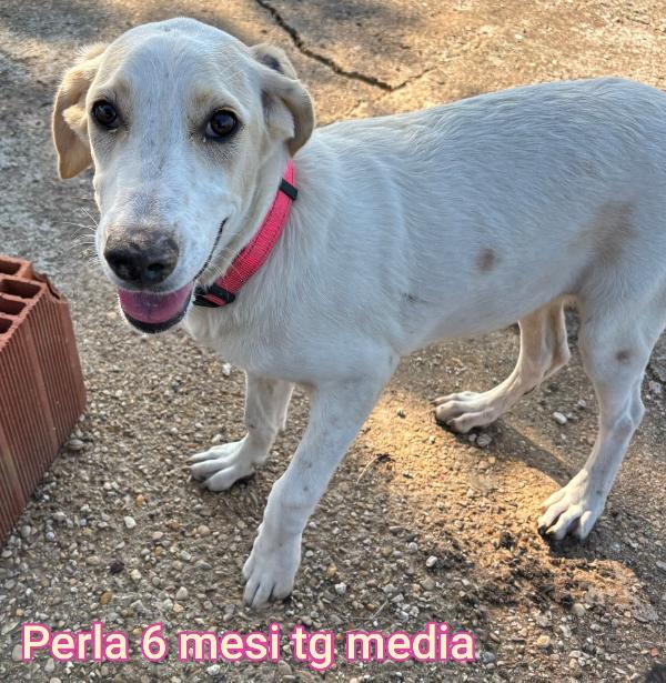 SALVATE UN CUCCIOLO!!! Foto 8