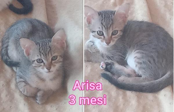 Adozione gattini senza futuro  Foto 3