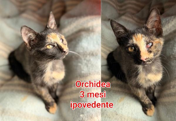 Adozione gattini senza futuro  Foto 4