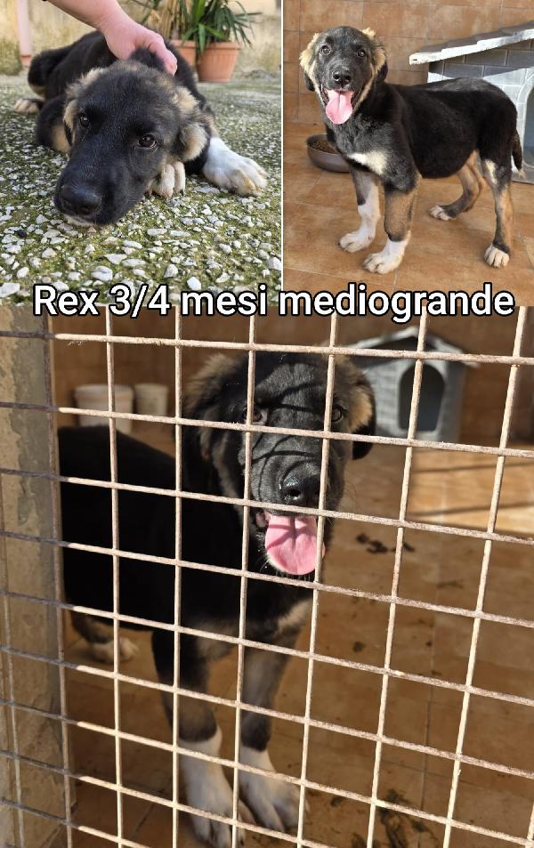 Cuccioli di 2 e 3 mesi Foto 2