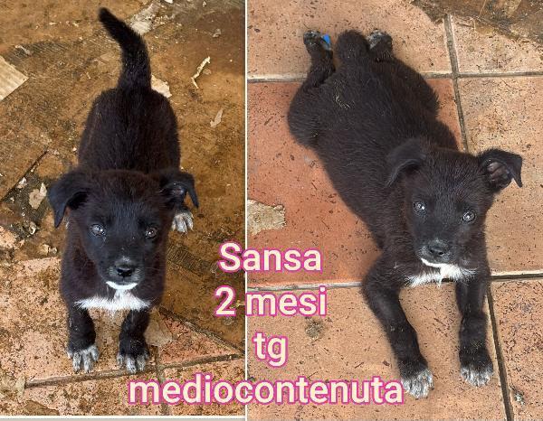 Cuccioli di 2 e 3 mesi Foto 4