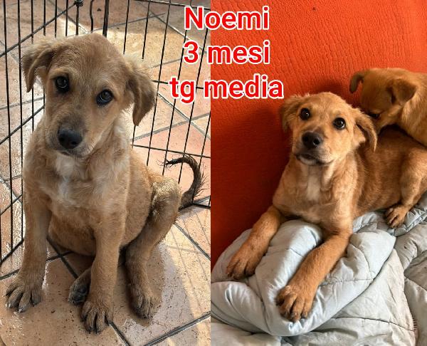 Cuccioli di 2 e 3 mesi Foto 6