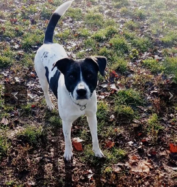 Polka 5anni salvata 3anni fa..MILANO  Foto 2