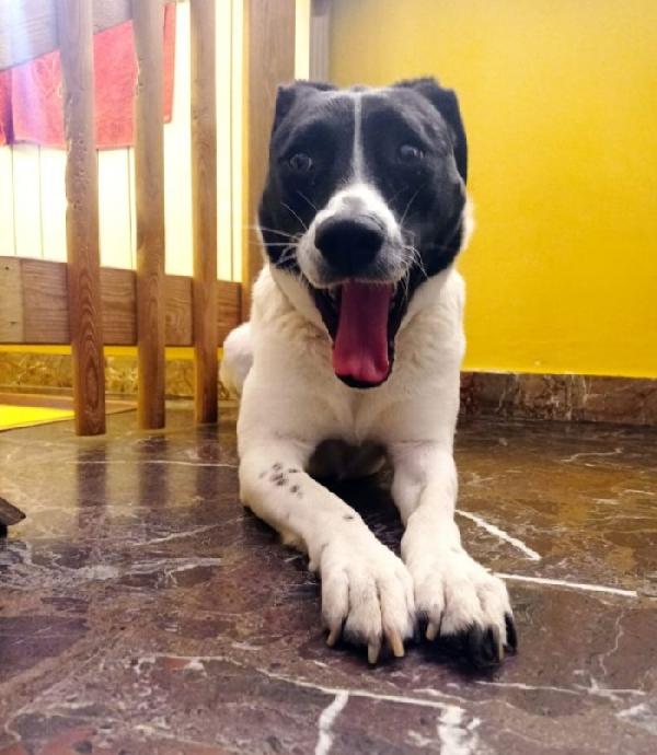 Polka 5anni salvata 3anni fa..MILANO  Foto 3