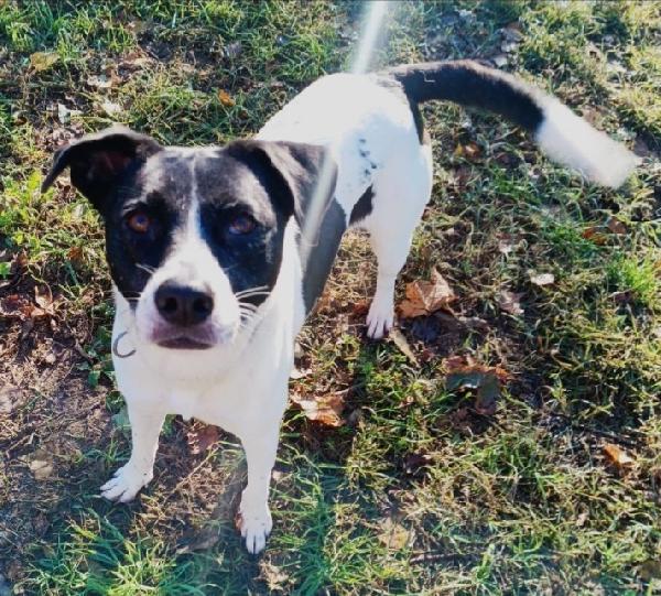 Polka 5anni salvata 3anni fa..MILANO  Foto 6