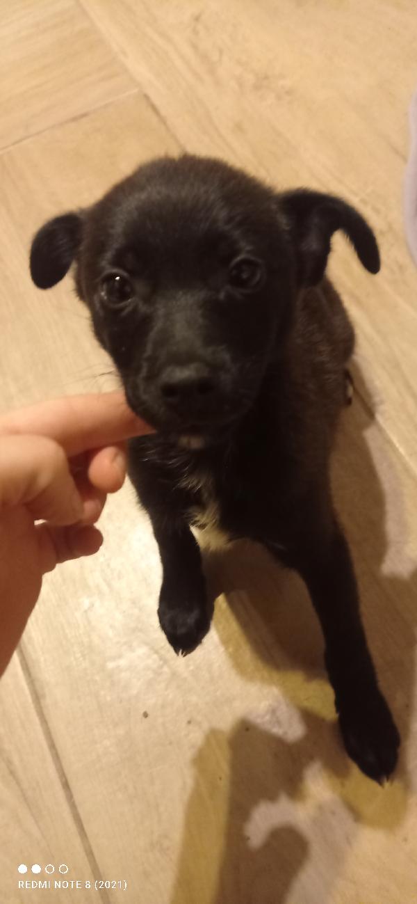 Taglia piccola 💗 Foto 2