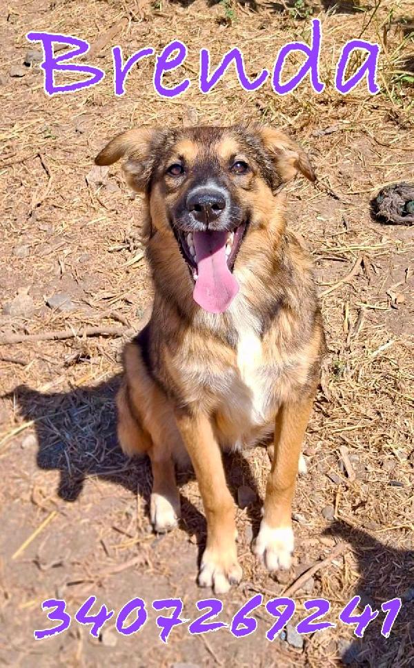 🐶 Brenda Cerca Casa! ❤🏠 