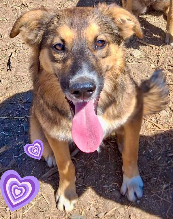 🐶 Brenda cerca casa! ❤🏠  Foto 2