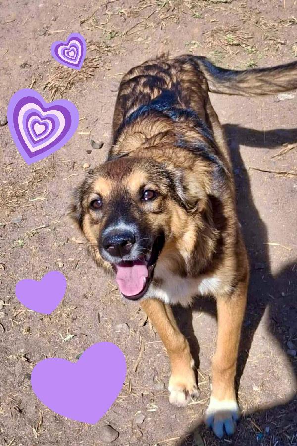 🐶 Brenda cerca casa! ❤🏠  Foto 3