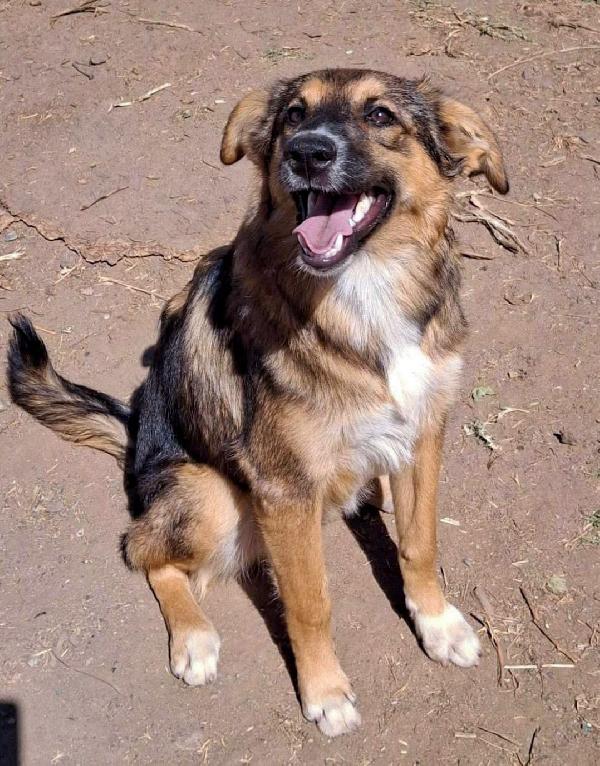 🐶 Brenda cerca casa! ❤🏠  Foto 4