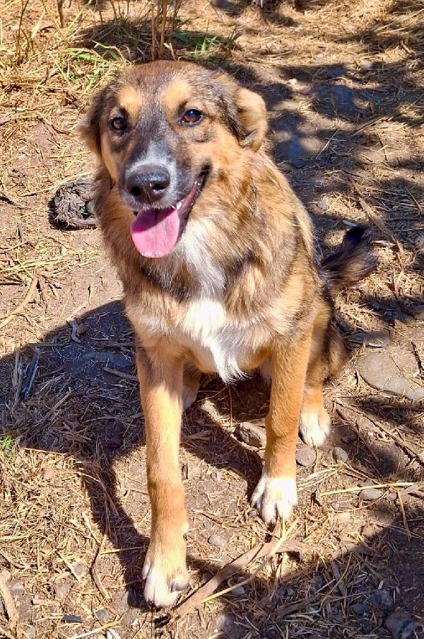 🐶 Brenda cerca casa! ❤🏠  Foto 6