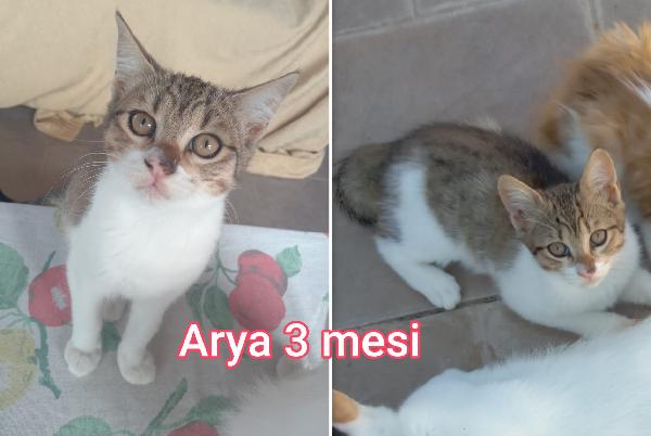 Telefona X Salvare Un Micetto