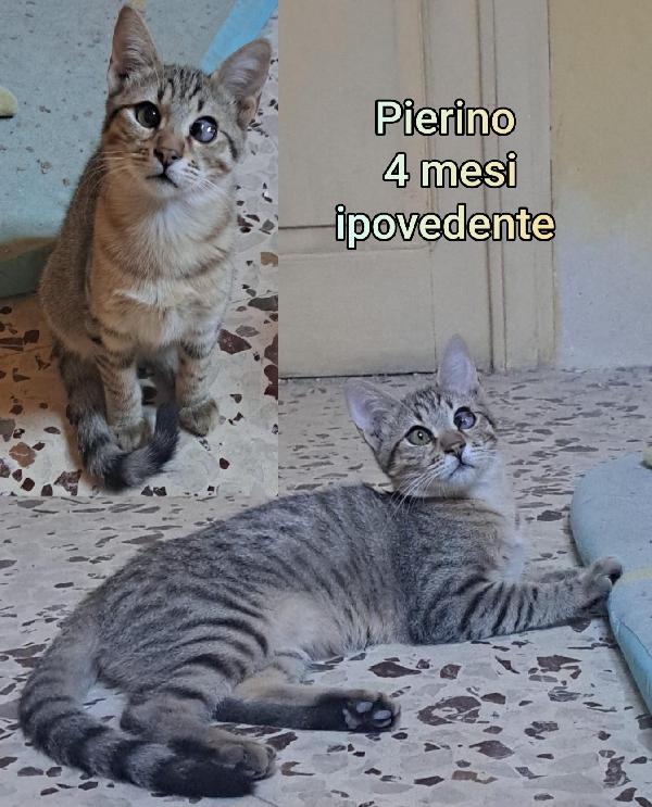 Telefona x salvare un micetto Foto 2