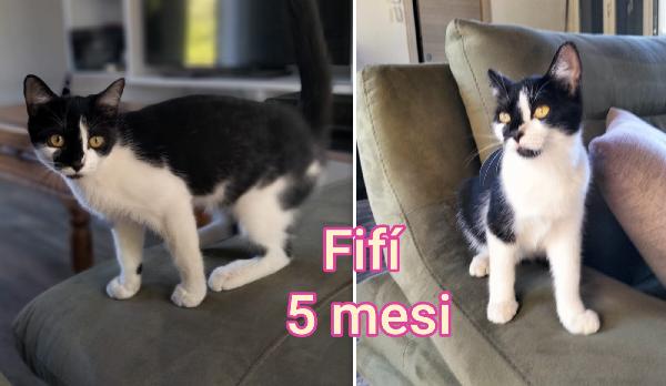 Telefona x salvare un micetto Foto 6