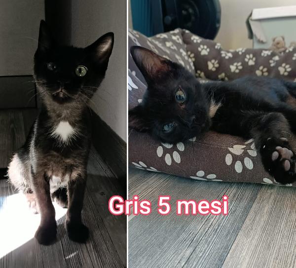 Telefona x salvare un micetto Foto 9