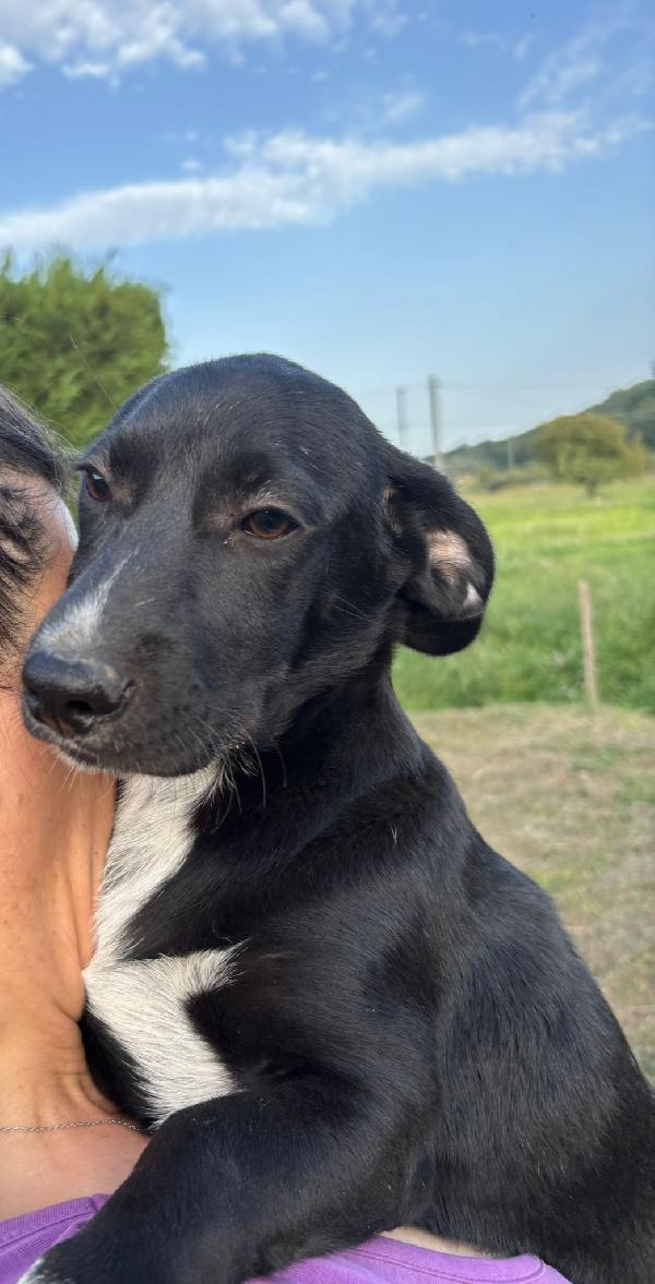 Rifiutato prima della partenza 🥺🥺🥺 Foto 2