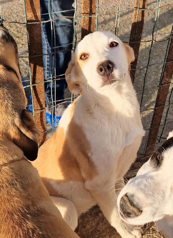 Greta Deve Uscire Dal Canile.adottabile In Tutta Italia!