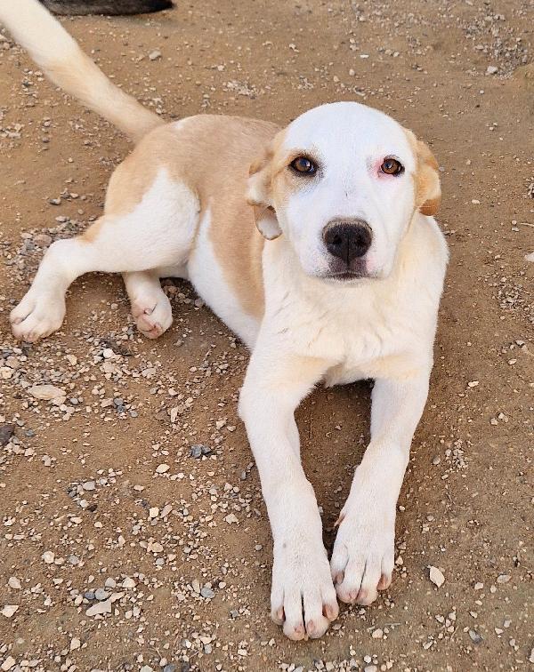 GRETA DEVE USCIRE DAL CANILE.ADOTTABILE IN TUTTA ITALIA! Foto 2