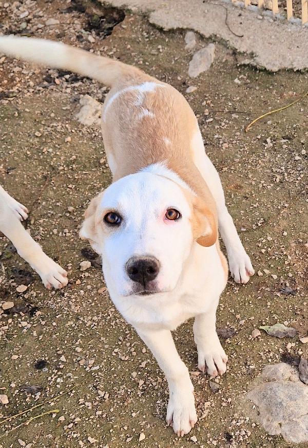 GRETA DEVE USCIRE DAL CANILE.ADOTTABILE IN TUTTA ITALIA! Foto 3