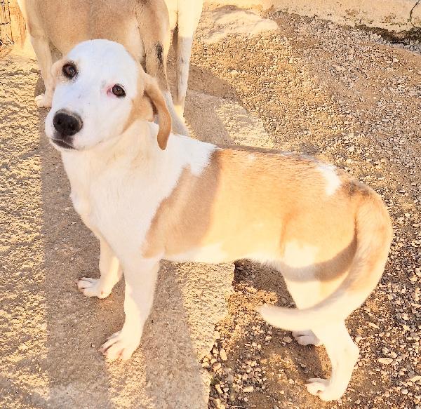 GRETA DEVE USCIRE DAL CANILE.ADOTTABILE IN TUTTA ITALIA! Foto 4