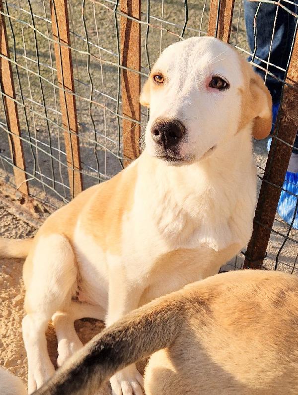 GRETA DEVE USCIRE DAL CANILE.ADOTTABILE IN TUTTA ITALIA! Foto 5