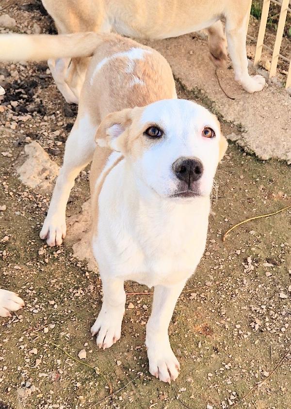 GRETA DEVE USCIRE DAL CANILE.ADOTTABILE IN TUTTA ITALIA! Foto 6